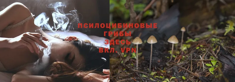 Галлюциногенные грибы MAGIC MUSHROOMS  цена наркотик  Майский 