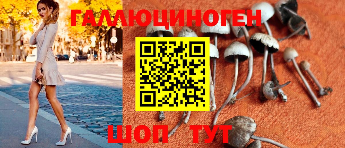 Псилоцибиновые грибы Psilocybe Майский